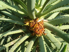 Aceria aloinis