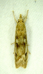 Occidentalia comptulatalis