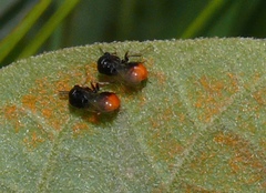 Eucharitinae