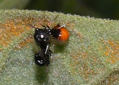 Eucharitinae
