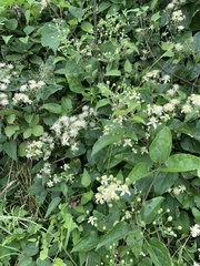 Clematis vitalba