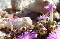 Conophytum marginatum marginatum