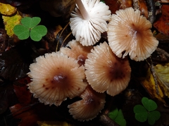 Mycena zephirus