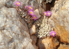 Conophytum marginatum marginatum