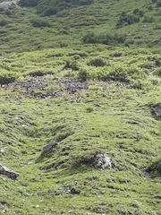 Marmota marmota