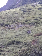 Marmota marmota