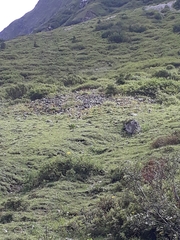 Marmota marmota