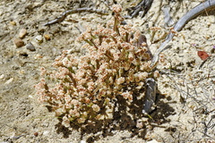 Psammotropha anguina