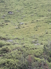Marmota marmota