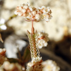Psammotropha anguina