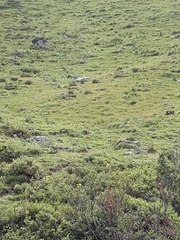 Marmota marmota