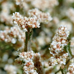 Psammotropha anguina
