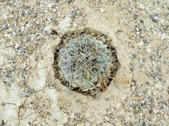 Coryphantha difficilis