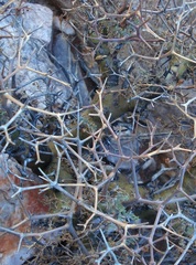 Pelargonium crithmifolium