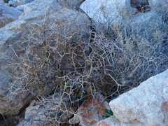 Pelargonium crithmifolium