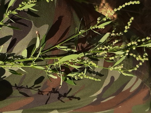 Chenopodium strictum iNat (3)