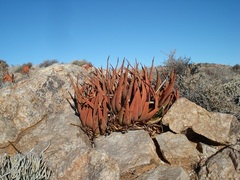 Aloe gariepensis