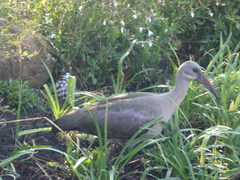 Bostrychia hagedash hagedash