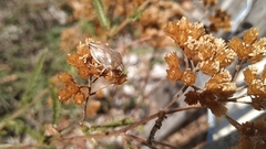 Odontotarsus