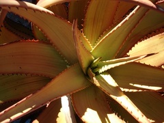 Aloe gariepensis
