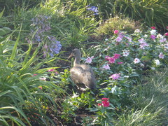 Bostrychia hagedash hagedash