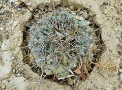 Coryphantha difficilis