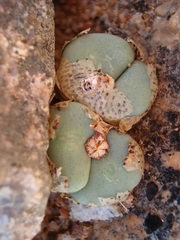 Conophytum wettsteinii