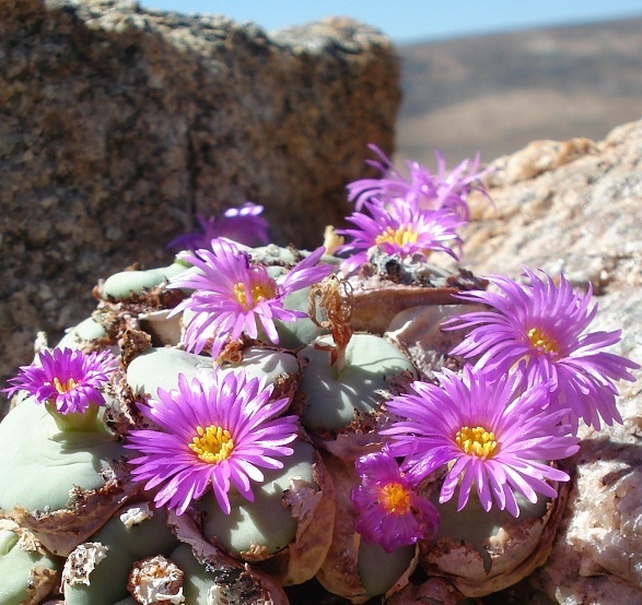 Conophytum wettsteinii