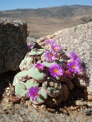 Conophytum wettsteinii