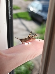 Epacromius pulverulentus