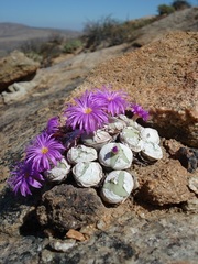 Conophytum wettsteinii