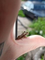 Epacromius pulverulentus