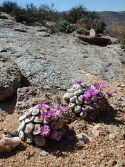 Conophytum wettsteinii