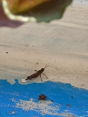 Epacromius pulverulentus