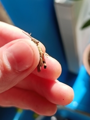 Epacromius pulverulentus