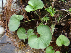 Gunnera perpensa