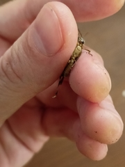 Epacromius pulverulentus