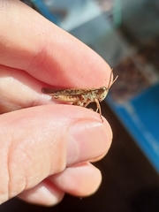 Epacromius pulverulentus