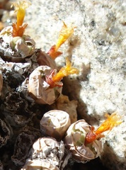 Conophytum stevens-jonesianum