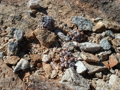 Conophytum stevens-jonesianum