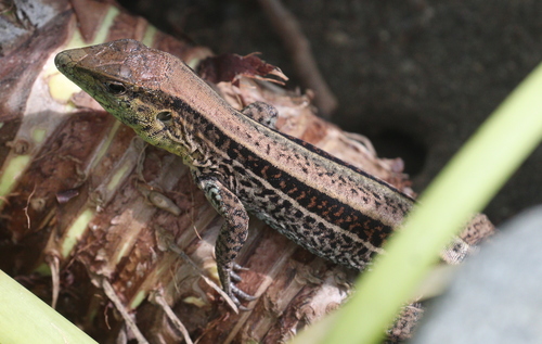 Four-lined Ameiva