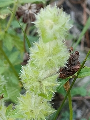 Stachys recta