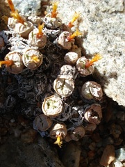 Conophytum stevens-jonesianum