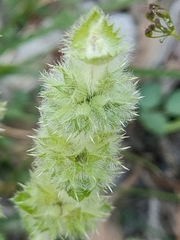 Stachys recta