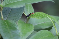 Protichneumon