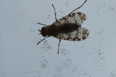 Euthycera chaerophylli