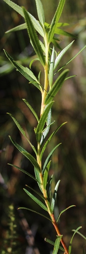Long Buchu (Agathosma serratifolia)