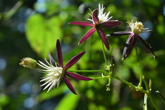 Clematis tashiroi