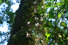 Clematis tashiroi