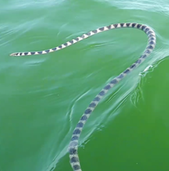 Hydrophis cyanocinctus